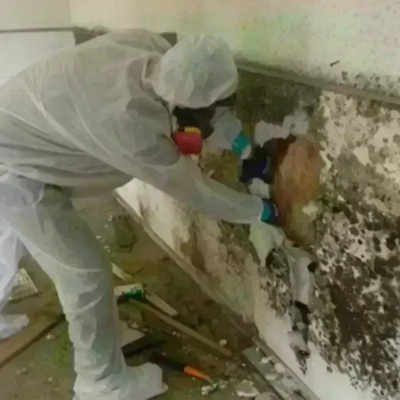 Mold Remediation and Removal in Chualar, CA